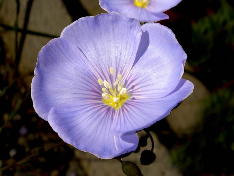 Linum perenne photo